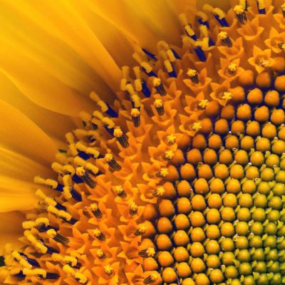 Sunflower oil