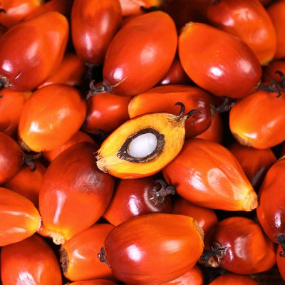 Fruit and Palm kernel